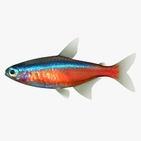 Neon Tetra