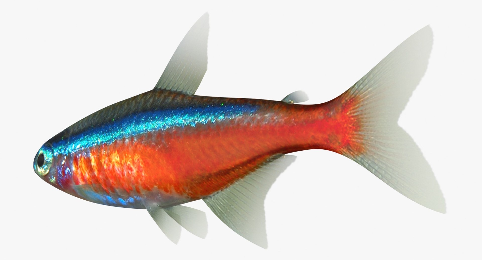 realistic neon tetra 3D model https://p.turbosquid.com/ts-thumb/IZ/nPwICf/Uf6TfjzC/ryukingoldfish_rr06/jpg/1551609264/1920x1080/fit_q87/9071bd585cc13dbc03626a1ec273a16d3932175b/ryukingoldfish_rr06.jpg