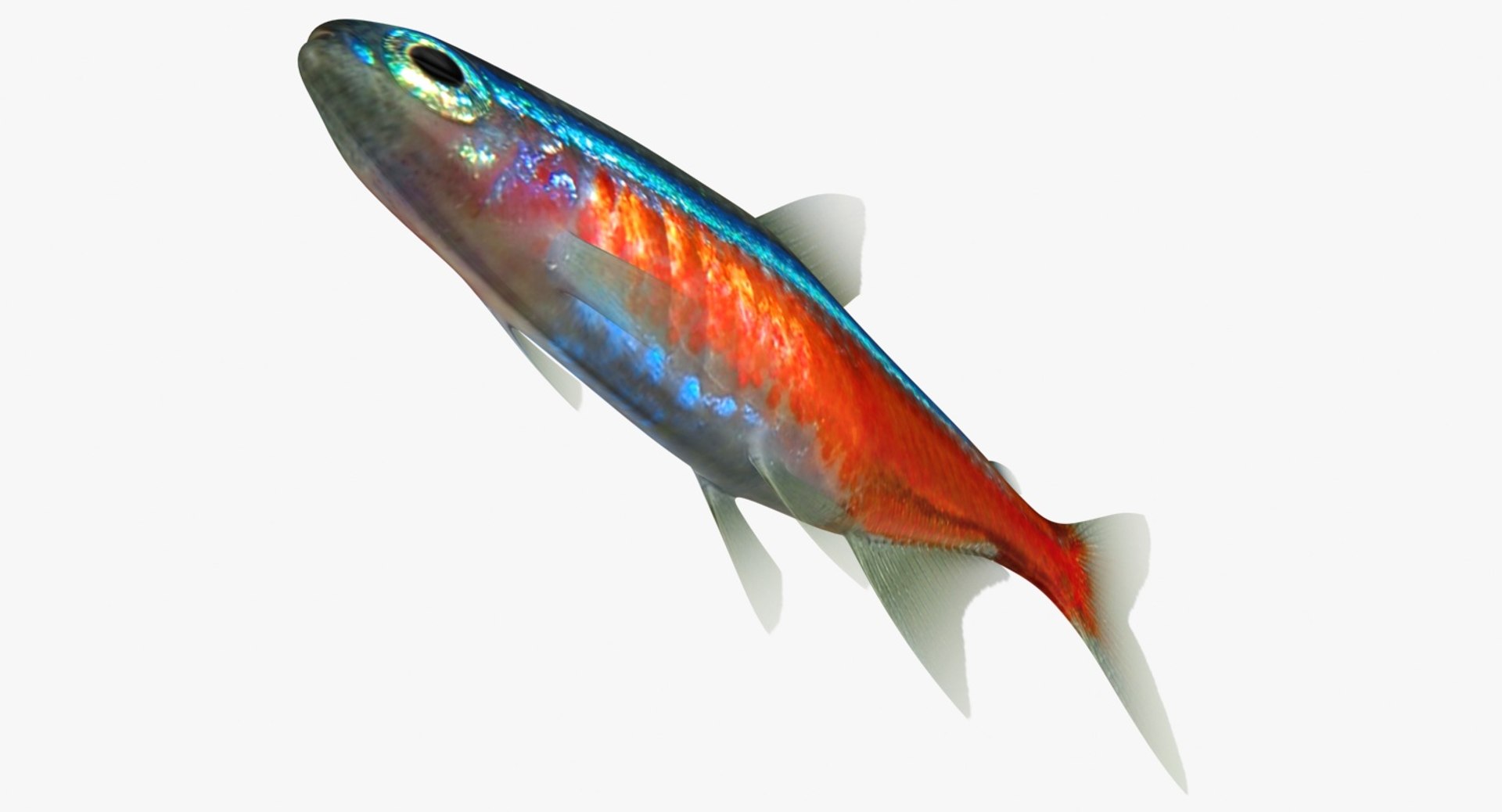 realistic neon tetra 3D model https://p.turbosquid.com/ts-thumb/IZ/nPwICf/XZrSuC19/ryukingoldfish_rr07/jpg/1551609264/1920x1080/fit_q87/e9ae331b21dc992762ddfb96341ea7799e276f1a/ryukingoldfish_rr07.jpg