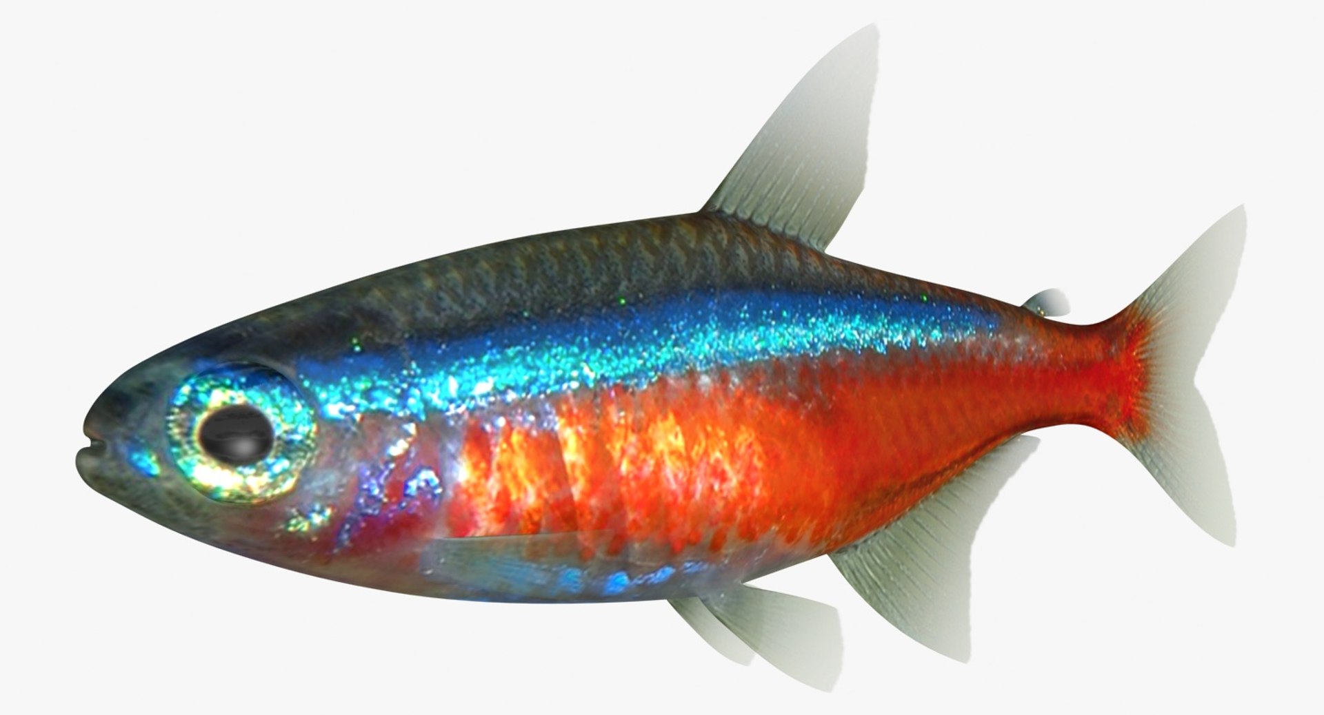 realistic neon tetra 3D model https://p.turbosquid.com/ts-thumb/IZ/nPwICf/bLwVRkQ4/ryukingoldfish_rr09/jpg/1551609265/1920x1080/fit_q87/f56edacbf1f2094a1347835a5d3eb13907f780f4/ryukingoldfish_rr09.jpg