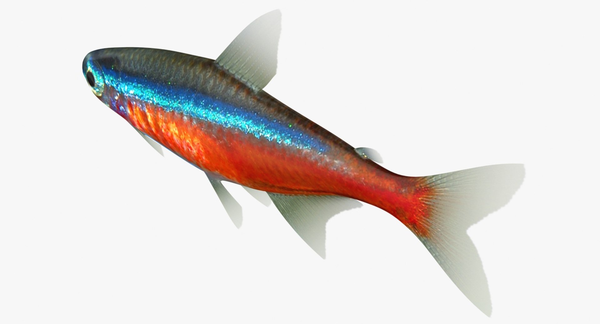 realistic neon tetra 3D model https://p.turbosquid.com/ts-thumb/IZ/nPwICf/cHQyGOOT/ryukingoldfish_rr14/jpg/1551609266/1920x1080/fit_q87/1ca3f7fb952a7717bd4d175be0dbfb4adf539384/ryukingoldfish_rr14.jpg