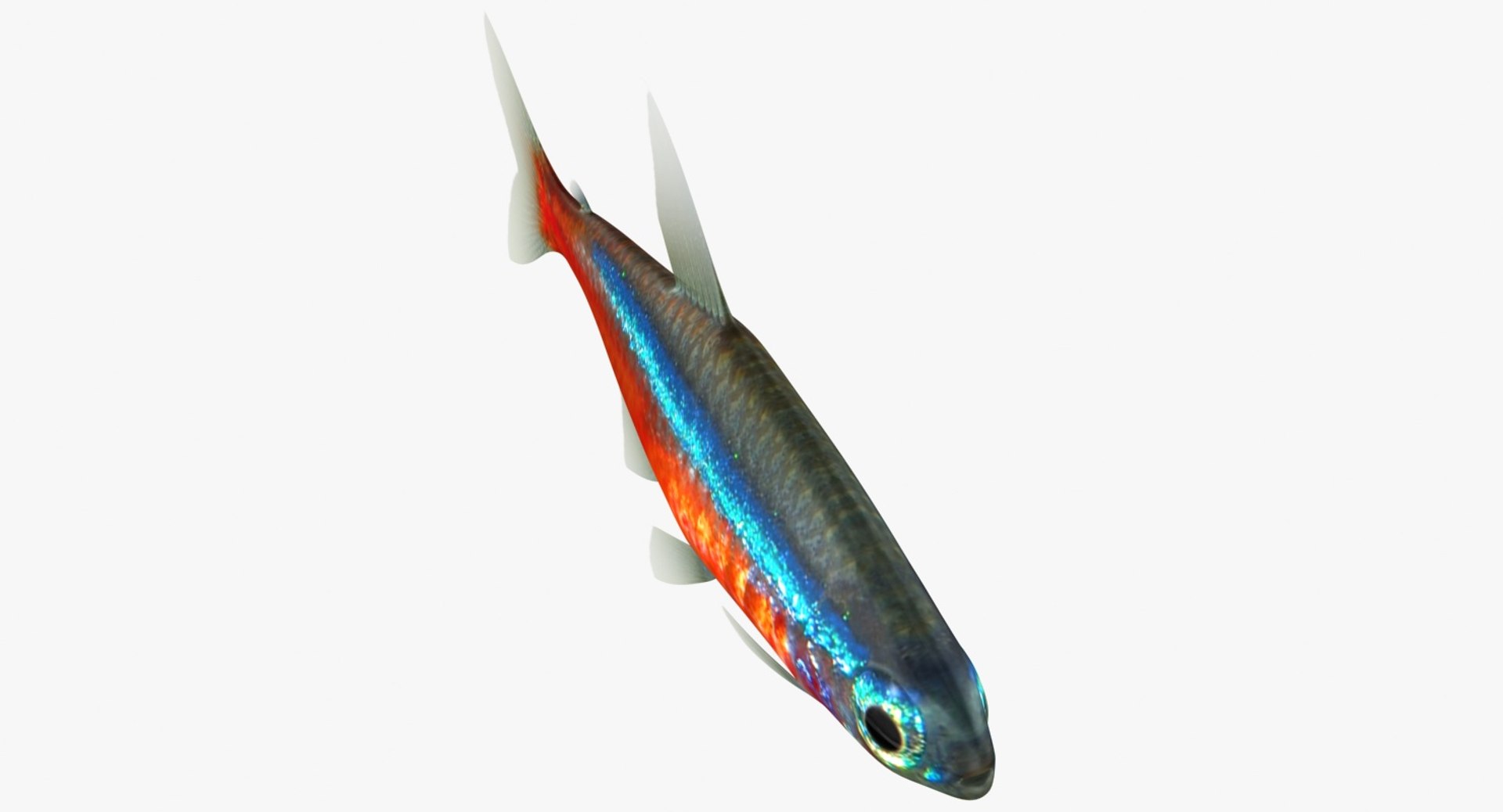realistic neon tetra 3D model https://p.turbosquid.com/ts-thumb/IZ/nPwICf/cISoXl65/ryukingoldfish_rr14a/jpg/1551609266/1920x1080/fit_q87/7153c1a467064901ec2639da5808f9fbafd5878f/ryukingoldfish_rr14a.jpg