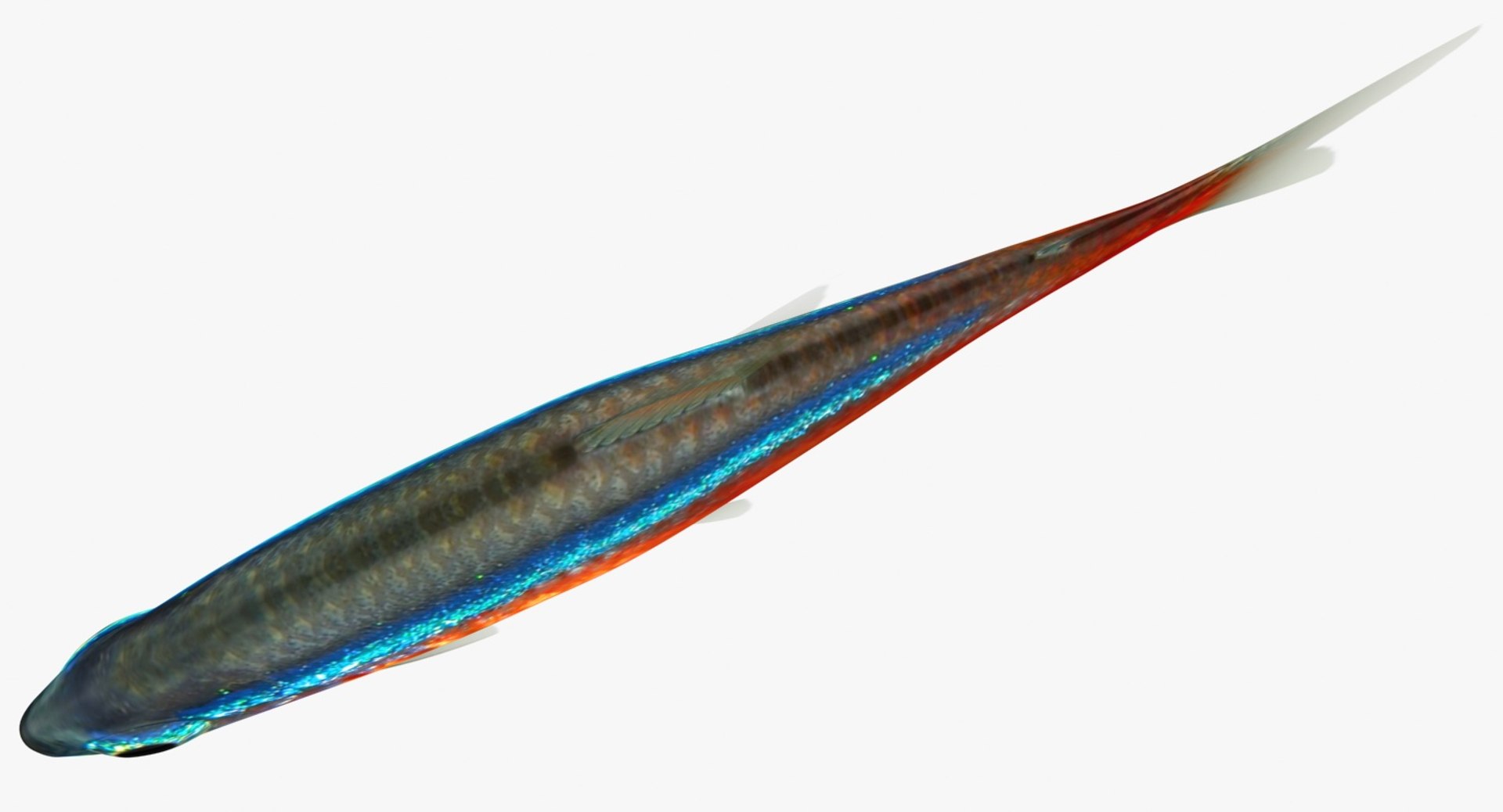 realistic neon tetra 3D model https://p.turbosquid.com/ts-thumb/IZ/nPwICf/qUAaYtQV/ryukingoldfish_rr12/jpg/1551609265/1920x1080/fit_q87/9da469c9dc68ce26f6756a8fc4f969cbc6d1c90e/ryukingoldfish_rr12.jpg