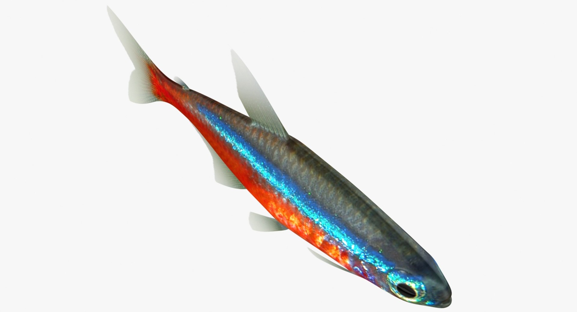 realistic neon tetra 3D model https://p.turbosquid.com/ts-thumb/IZ/nPwICf/tmFggU6z/ryukingoldfish_rr11a/jpg/1551609265/1920x1080/fit_q87/83a50415e79f73377a0889336418a502ead5bbb9/ryukingoldfish_rr11a.jpg