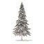 Fir Tree Modèle 3D 5.9m