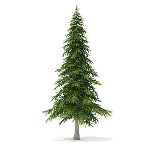 3D fir tree 5 9m