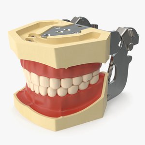3D Typodont Dental Model with Removable Teeth