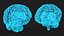 Ologramma cerebrale a raggi X