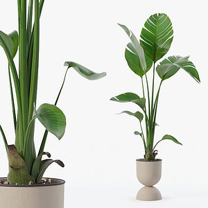 Strelitzia in modern flower pot 3D model
