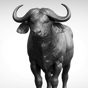 African buffalo - Black Cape