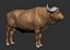 3D african buffalo black cape model