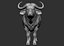 3D african buffalo black cape model