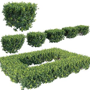Buxus Sempervirens - Boxwood 3D model
