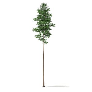 3d scots pine tree pinus model