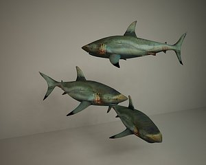 sharks 3d model