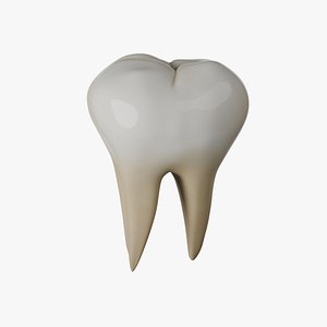 Human Molar Tooth With Three Roots 3D model