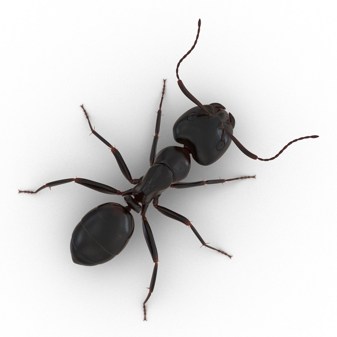 3D model Black Ant Rigged for Maya https://p.turbosquid.com/ts-thumb/Ia/ftPqZd/5X/blackantriggedformayavray3dmodel008/jpg/1708228942/1920x1080/fit_q87/96f44c5e31d9b4e4cebb1aab4b0d0cc1ee3ab5f6/blackantriggedformayavray3dmodel008.jpg