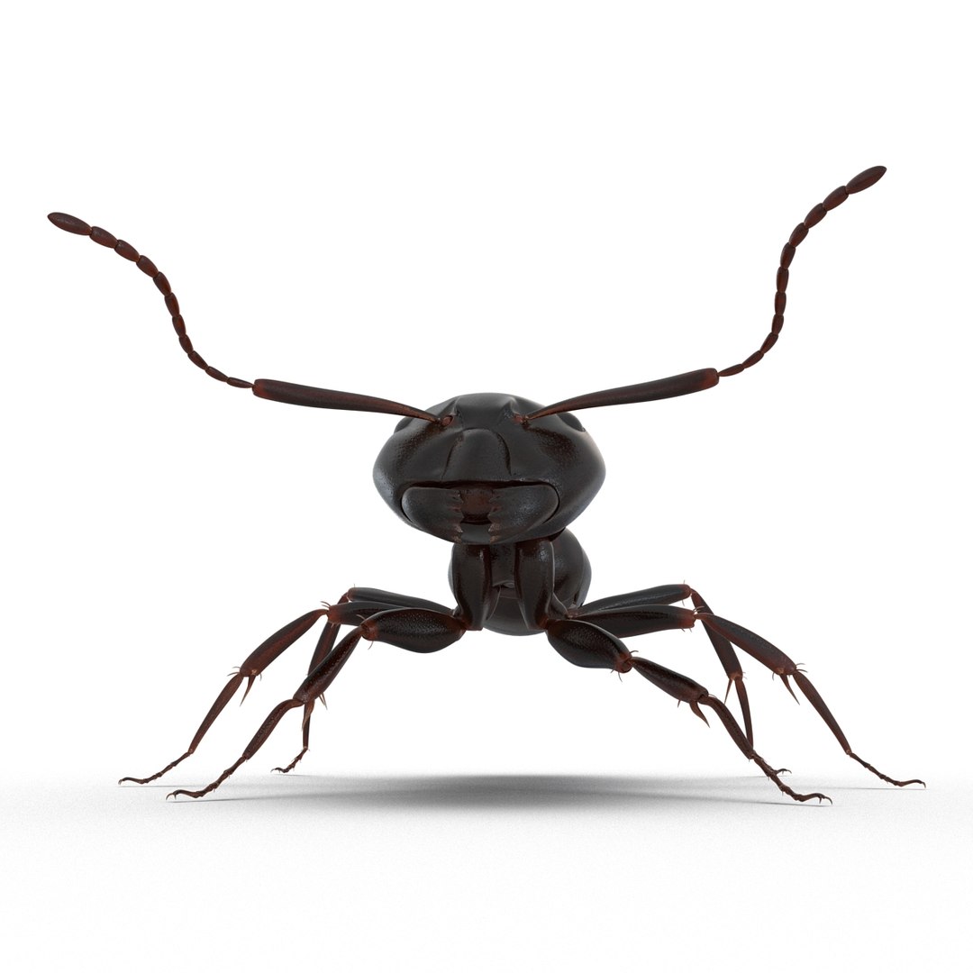 3D model Black Ant Rigged for Maya https://p.turbosquid.com/ts-thumb/Ia/ftPqZd/5a/blackantriggedformayavray3dmodel013/jpg/1708228968/1920x1080/fit_q87/526273541db849e3835adba6ded83c40d305fe84/blackantriggedformayavray3dmodel013.jpg