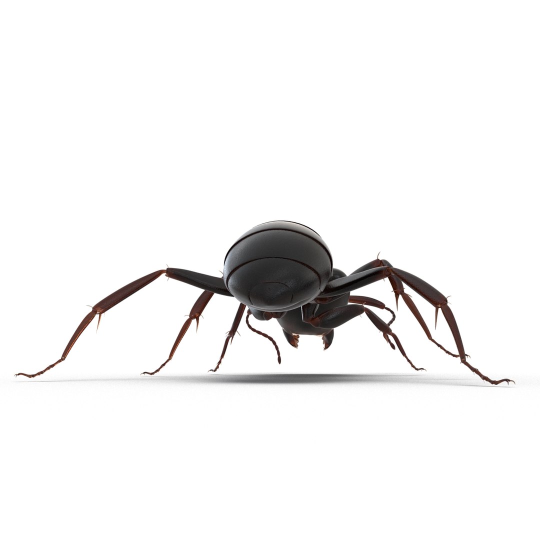 3D model Black Ant Rigged for Maya https://p.turbosquid.com/ts-thumb/Ia/ftPqZd/5u/blackantriggedformayavray3dmodel015/jpg/1708228981/1920x1080/fit_q87/b6346703d7f9eff5c3d0faa1f8818774158f25b9/blackantriggedformayavray3dmodel015.jpg