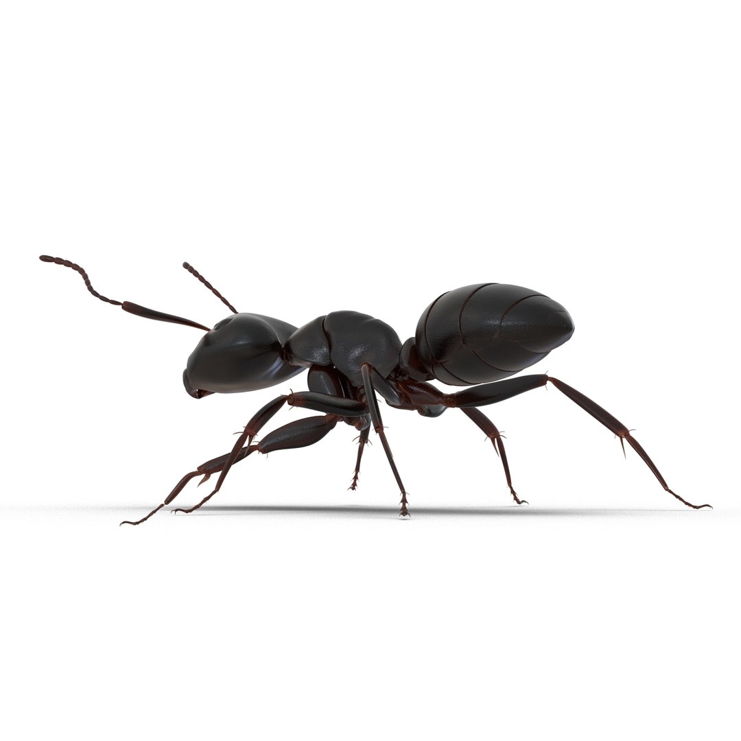 3D model Black Ant Rigged for Maya https://p.turbosquid.com/ts-thumb/Ia/ftPqZd/7w/blackantriggedformayavray3dmodel011/jpg/1708228958/1920x1080/fit_q87/8fa3d2d55b243e28de260f6582df3190f6b19e51/blackantriggedformayavray3dmodel011.jpg