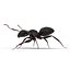 Black Ant Rigged for Maya
