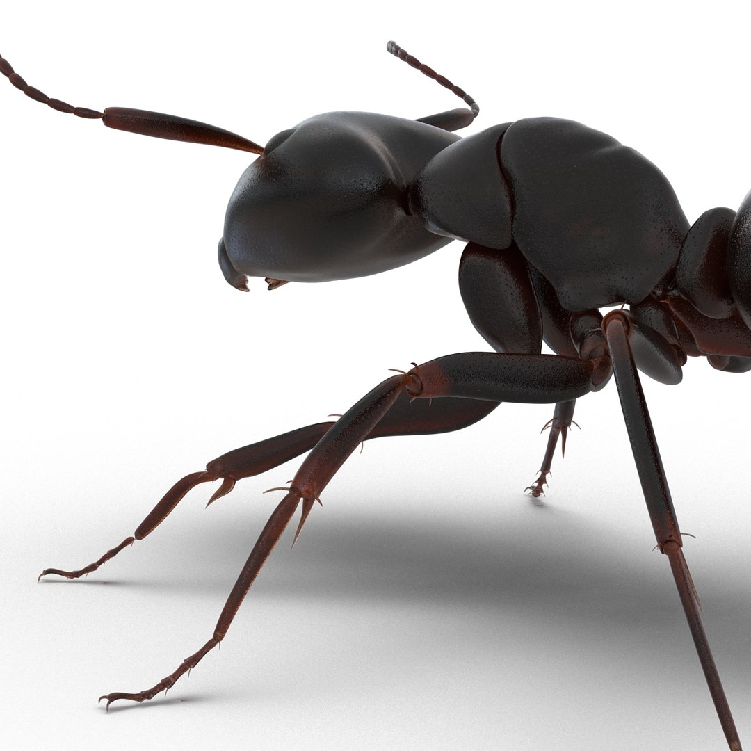 3D model Black Ant Rigged for Maya https://p.turbosquid.com/ts-thumb/Ia/ftPqZd/AH/blackantriggedformayavray3dmodel026/jpg/1708229041/1920x1080/fit_q87/7d43f8267e7ff6b1602feaf14c9212f40b50669f/blackantriggedformayavray3dmodel026.jpg