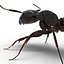 Black Ant Rigged for Maya