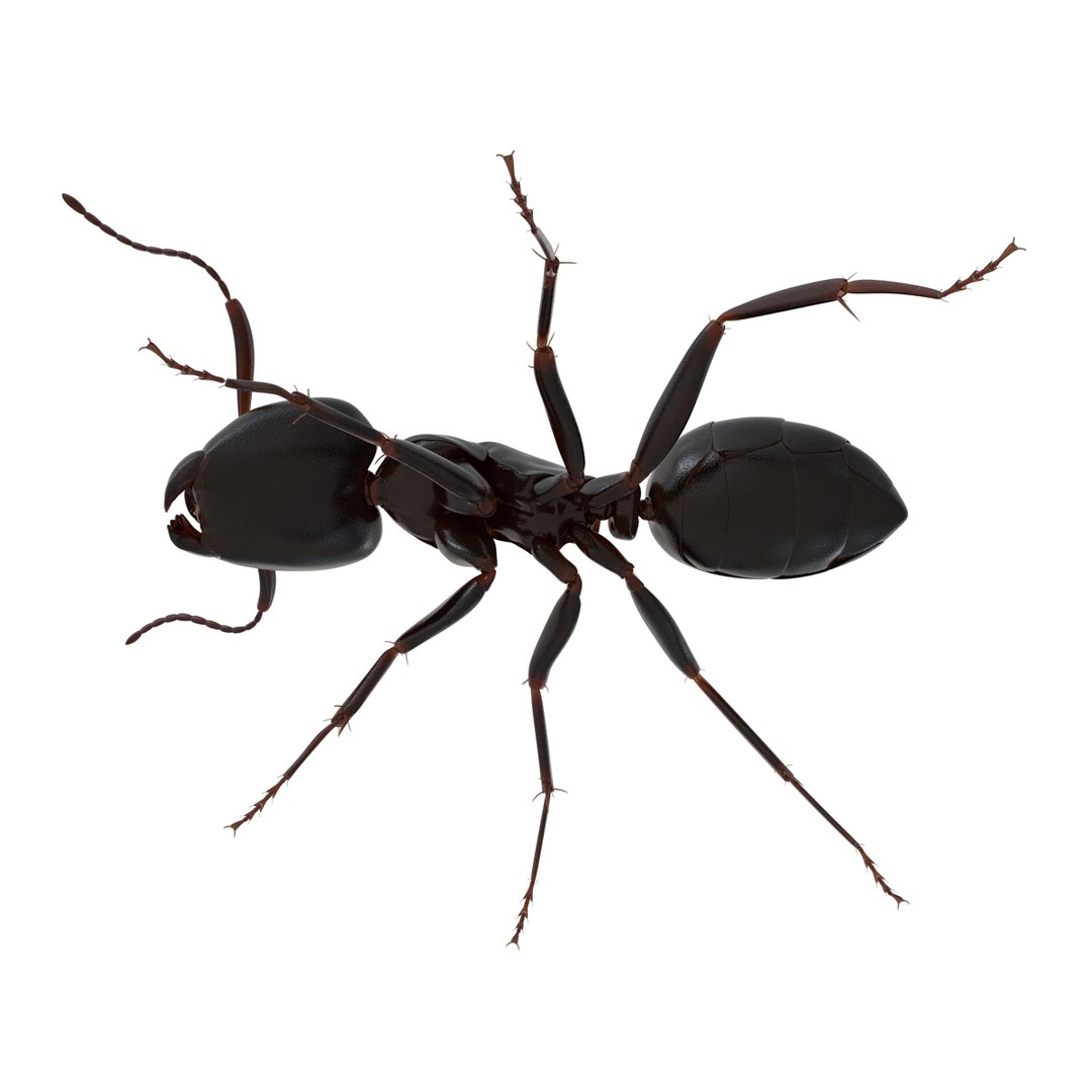 3D model Black Ant Rigged for Maya https://p.turbosquid.com/ts-thumb/Ia/ftPqZd/AT/blackantriggedformayavray3dmodel021/jpg/1708229014/1920x1080/fit_q87/babccc325c9e9628e6df772e6820e771bd2e8aa7/blackantriggedformayavray3dmodel021.jpg