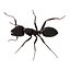 Black Ant Rigged for Maya