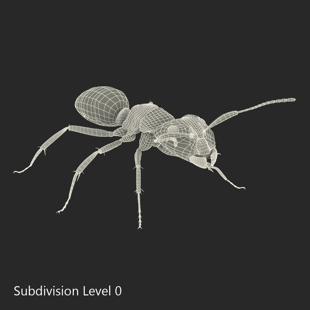 3D model Black Ant Rigged for Maya https://p.turbosquid.com/ts-thumb/Ia/ftPqZd/CK/blackantriggedformayavray3dmodel036/jpg/1708229100/1920x1080/fit_q87/d480cd41d340782c899922ec128680b52b7a5e9e/blackantriggedformayavray3dmodel036.jpg