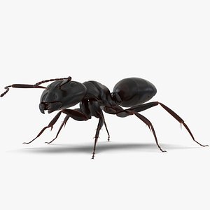 Black Ant Rigged for Maya