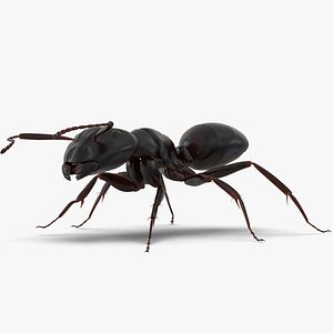 Black Ant Rigged for Maya