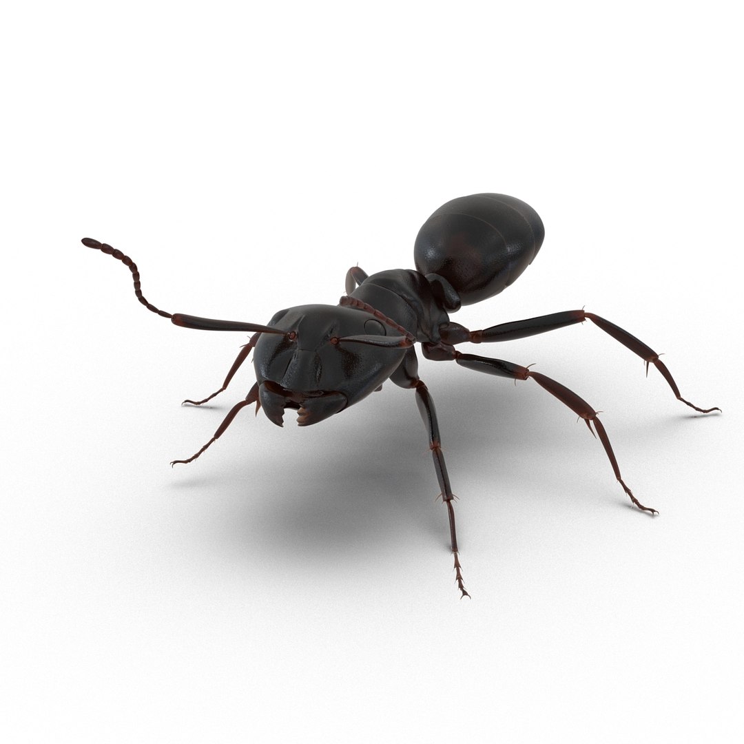 3D model Black Ant Rigged for Maya https://p.turbosquid.com/ts-thumb/Ia/ftPqZd/Dv/blackantriggedformayavray3dmodel004/jpg/1708228919/1920x1080/fit_q87/7492fa3f13e210e58dc6a4a12fd68c1382ca9c4a/blackantriggedformayavray3dmodel004.jpg