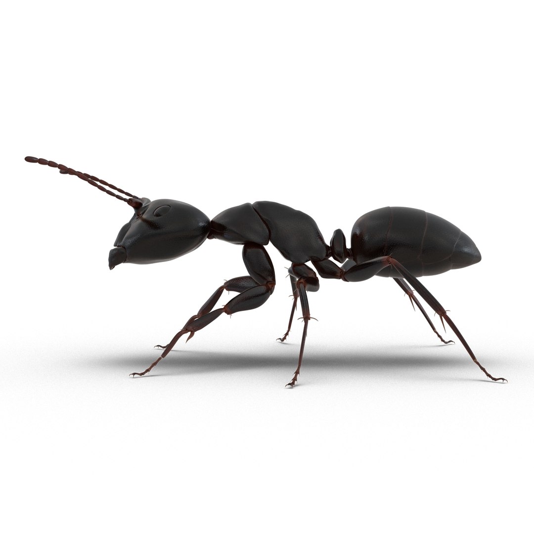 3D model Black Ant Rigged for Maya https://p.turbosquid.com/ts-thumb/Ia/ftPqZd/E0/blackantriggedformayavray3dmodel007/jpg/1708228936/1920x1080/fit_q87/70a06d07664aeaa5d6ee90f5622658619dd1e68f/blackantriggedformayavray3dmodel007.jpg