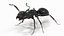 Black Ant Rigged for Maya
