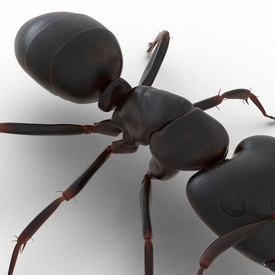 3D model Black Ant Rigged for Maya https://p.turbosquid.com/ts-thumb/Ia/ftPqZd/G9/blackantriggedformayavray3dmodel028/jpg/1708229052/1920x1080/fit_q87/3538856b9471ea8523d42dde0e5ddb45b8d34d92/blackantriggedformayavray3dmodel028.jpg