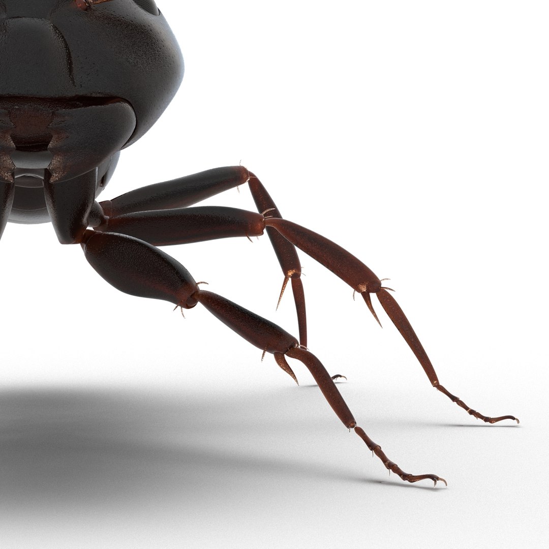 3D model Black Ant Rigged for Maya https://p.turbosquid.com/ts-thumb/Ia/ftPqZd/HY/blackantriggedformayavray3dmodel031/jpg/1708229073/1920x1080/fit_q87/6cc9462c3f61be8427e3bb344078228fc9c1245a/blackantriggedformayavray3dmodel031.jpg
