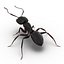 Black Ant Rigged for Maya