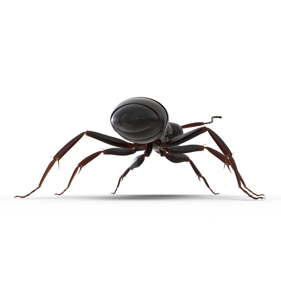 3D model Black Ant Rigged for Maya https://p.turbosquid.com/ts-thumb/Ia/ftPqZd/ID/blackantriggedformayavray3dmodel014/jpg/1708228975/1920x1080/fit_q87/3203079b704122339a683bab5e6296f441a1ed27/blackantriggedformayavray3dmodel014.jpg