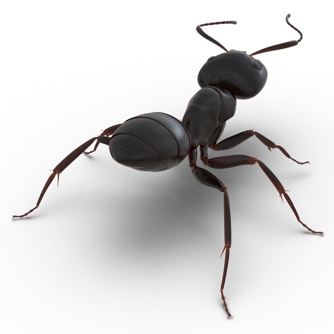 3D model Black Ant Rigged for Maya https://p.turbosquid.com/ts-thumb/Ia/ftPqZd/Je/blackantriggedformayavray3dmodel020/jpg/1708229009/1920x1080/fit_q87/6632d4f7bc87392defd63eff7c7d346909ef4a20/blackantriggedformayavray3dmodel020.jpg