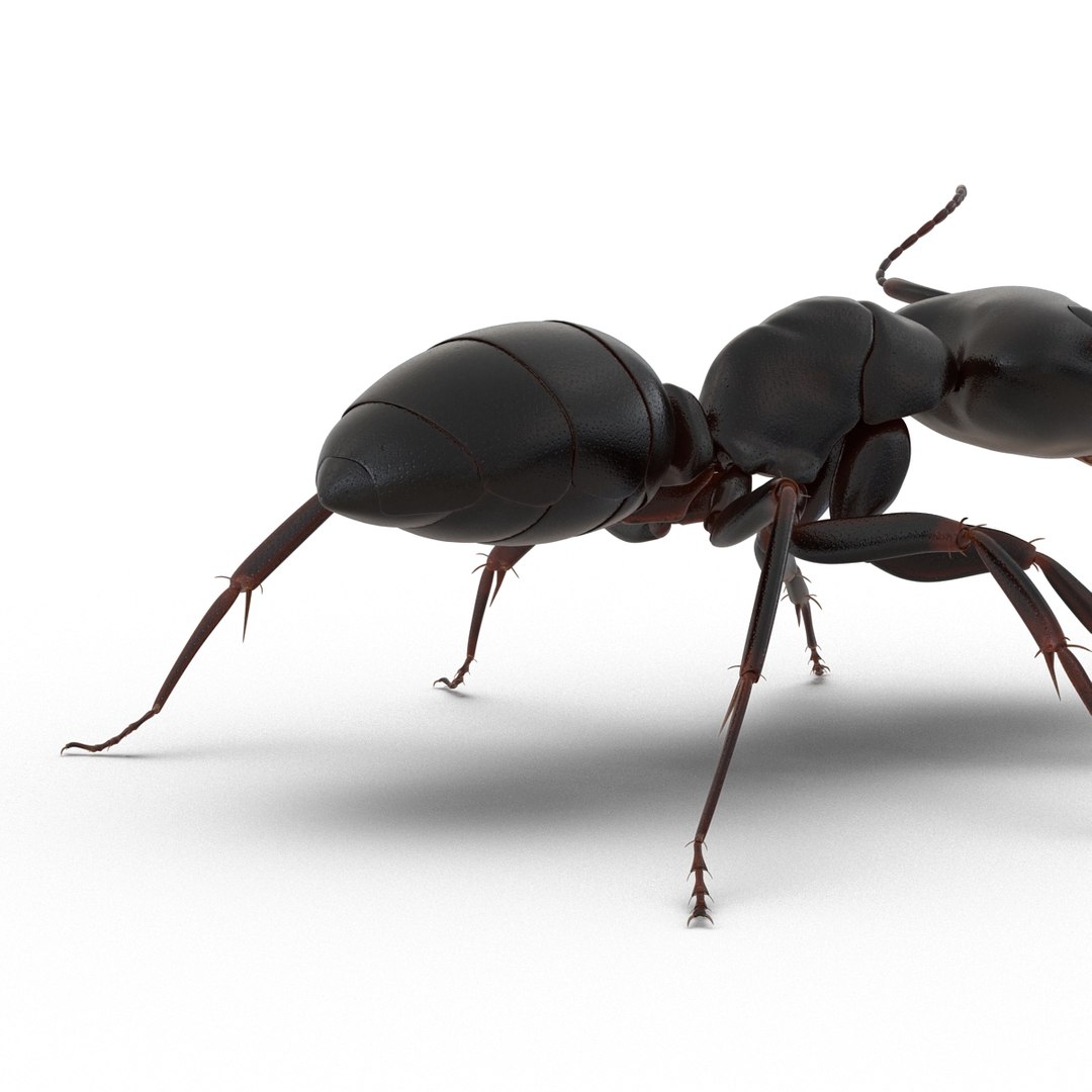 3D model Black Ant Rigged for Maya https://p.turbosquid.com/ts-thumb/Ia/ftPqZd/Mn/blackantriggedformayavray3dmodel025/jpg/1708229035/1920x1080/fit_q87/b933214d52fe141c47e3307314e1616ad655d0af/blackantriggedformayavray3dmodel025.jpg