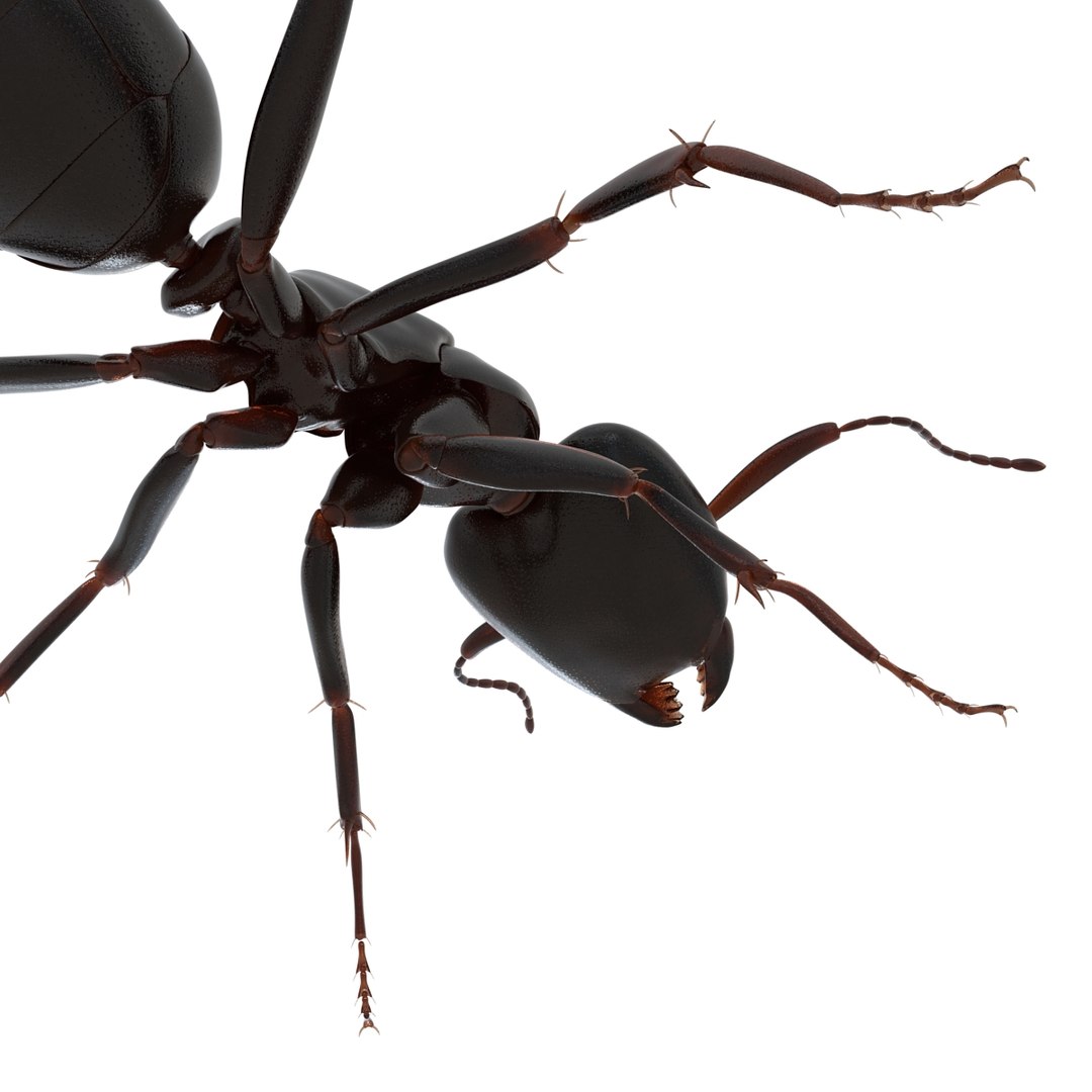 3D model Black Ant Rigged for Maya https://p.turbosquid.com/ts-thumb/Ia/ftPqZd/Qb/blackantriggedformayavray3dmodel027/jpg/1708229047/1920x1080/fit_q87/e94d814a5f3d5aaf0baa43693100c5fe6b88e6ab/blackantriggedformayavray3dmodel027.jpg