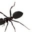 Black Ant Rigged for Maya