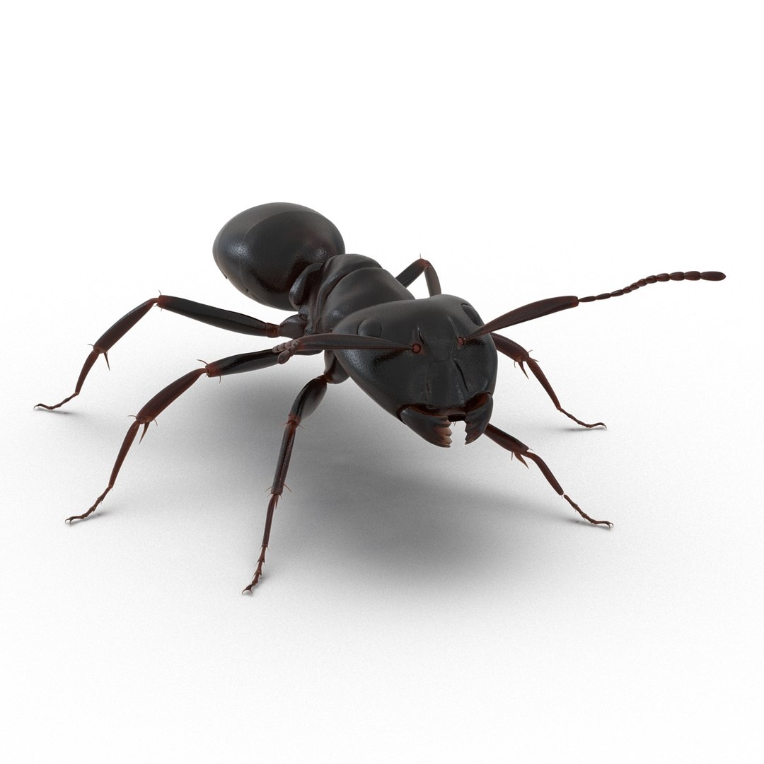 3D model Black Ant Rigged for Maya https://p.turbosquid.com/ts-thumb/Ia/ftPqZd/Sp/blackantriggedformayavray3dmodel002/jpg/1708228907/1920x1080/fit_q87/40b62c18c12d09b8a02b30960105b76637b87f5a/blackantriggedformayavray3dmodel002.jpg