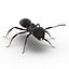 Black Ant Rigged for Maya
