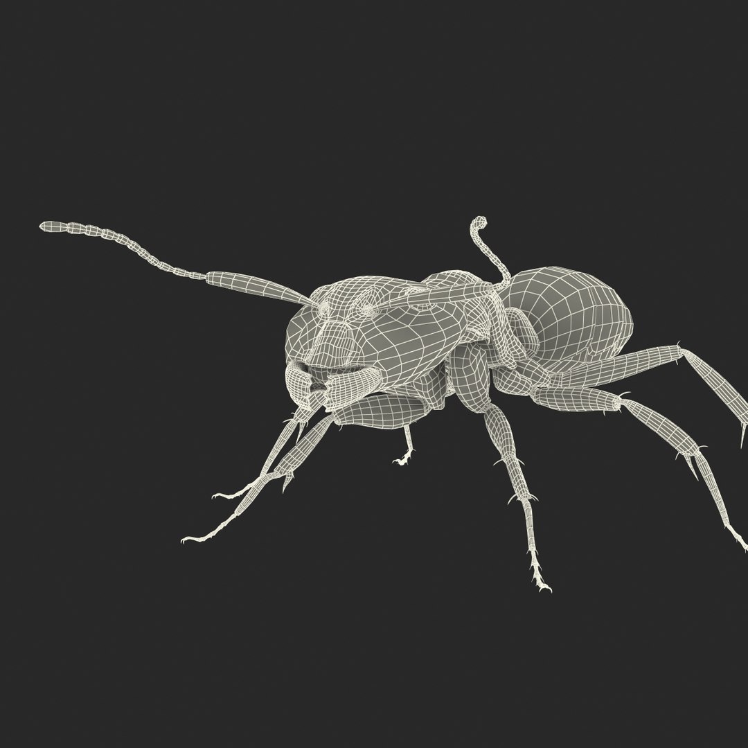 3D model Black Ant Rigged for Maya https://p.turbosquid.com/ts-thumb/Ia/ftPqZd/Sy/blackantriggedformayavray3dmodel045/jpg/1708229152/1920x1080/fit_q87/7a7dc97c34d1471b05a29933c8b4cf930fe0c05f/blackantriggedformayavray3dmodel045.jpg
