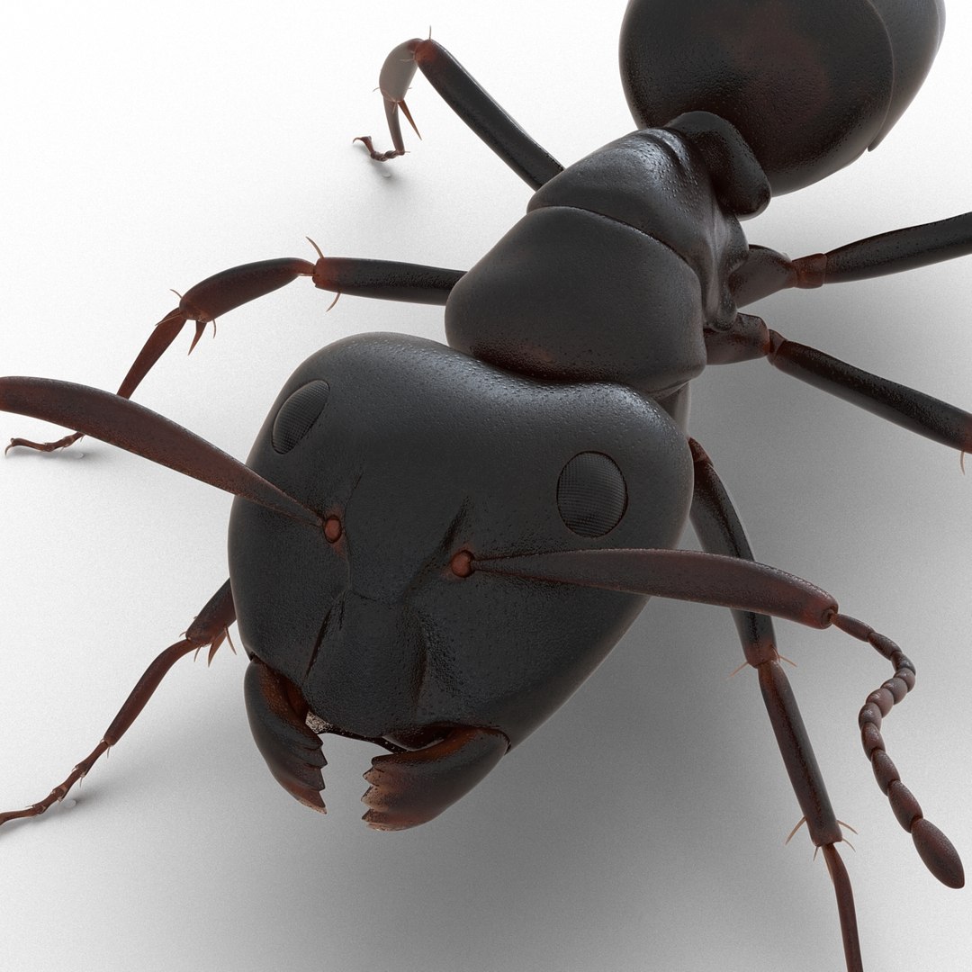 3D model Black Ant Rigged for Maya https://p.turbosquid.com/ts-thumb/Ia/ftPqZd/TO/blackantriggedformayavray3dmodel033/jpg/1708229085/1920x1080/fit_q87/77e0cba2d8706de9ede0296ec74d794083ce4ce6/blackantriggedformayavray3dmodel033.jpg