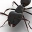 Black Ant Rigged for Maya