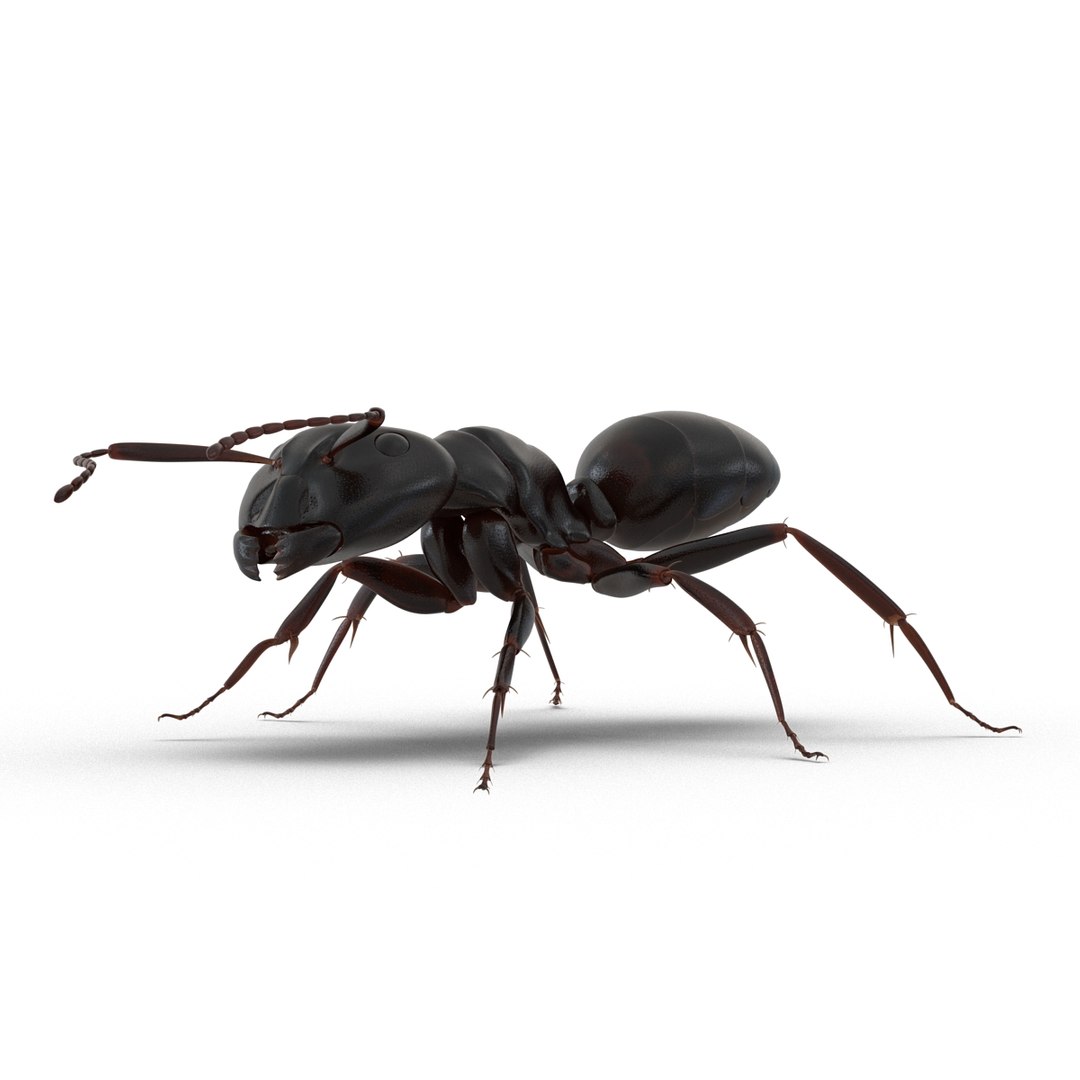 3D model Black Ant Rigged for Maya https://p.turbosquid.com/ts-thumb/Ia/ftPqZd/WA/blackantriggedformayavray3dmodel010/jpg/1708228953/1920x1080/fit_q87/781c13a96c0408b6feded0b2e86737c06f33f41d/blackantriggedformayavray3dmodel010.jpg