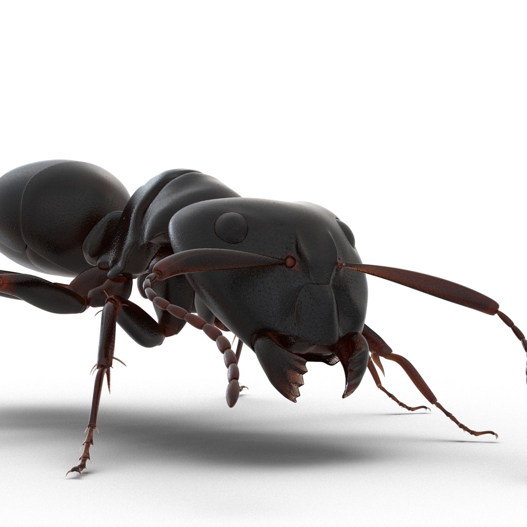 3D model Black Ant Rigged for Maya https://p.turbosquid.com/ts-thumb/Ia/ftPqZd/Y3/blackantriggedformayavray3dmodel023/jpg/1708229024/1920x1080/fit_q87/38abc3a67434cfe9f8a9783b6ba580a3ab0b0ef7/blackantriggedformayavray3dmodel023.jpg